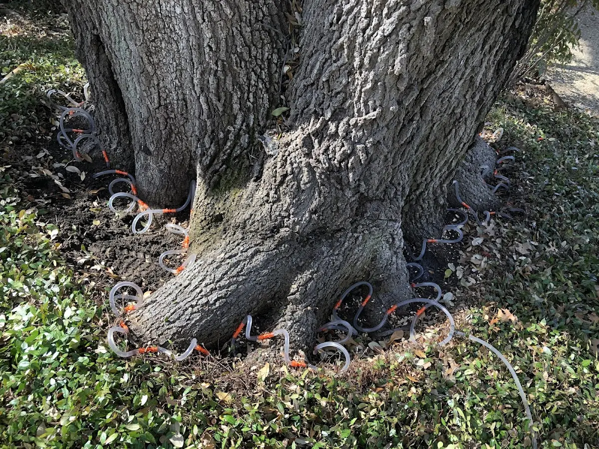 Detailed Tree Cabling and Bracing job site in Bitely