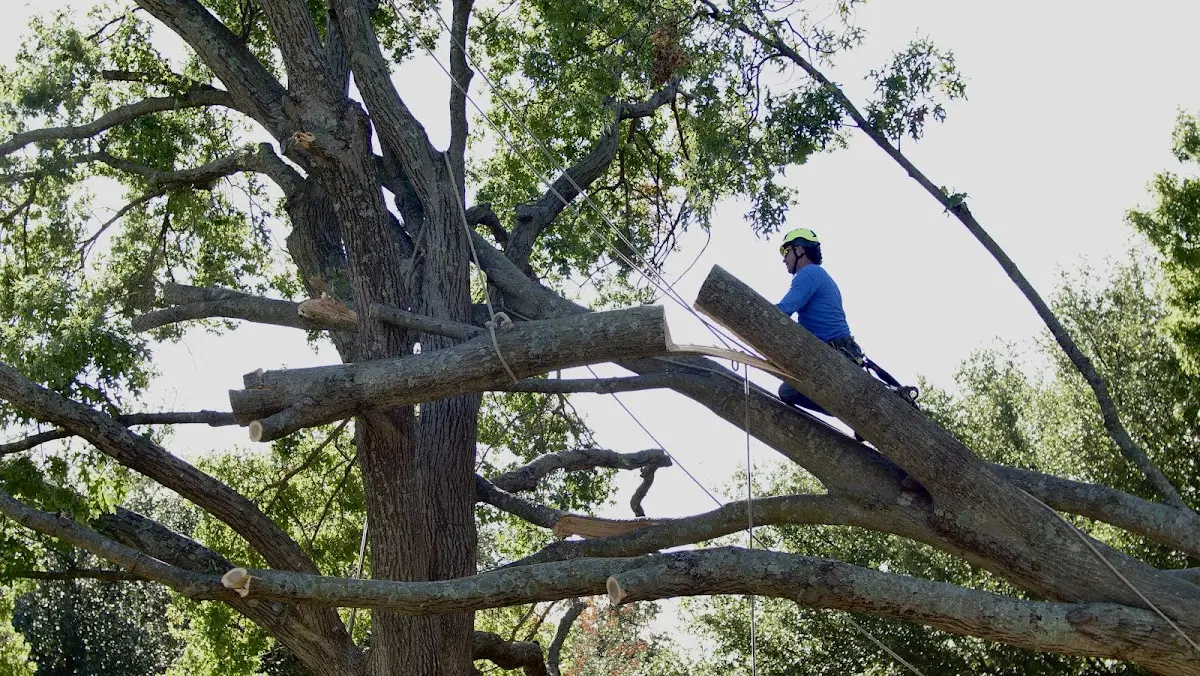 Professional Crown Thinning performed by certified arborists in Bitely