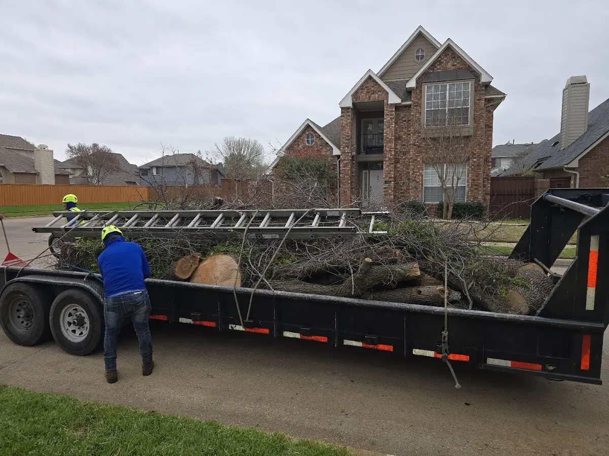 Expert Tree Pest Control with proper safety equipment in Bitely